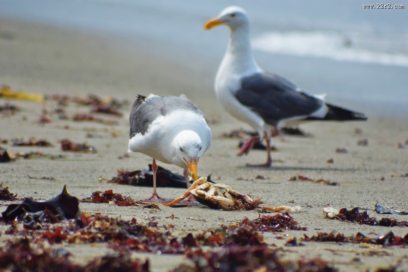 翱翔的海鸥的图片