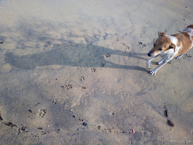 可爱宠物狗的图片大全