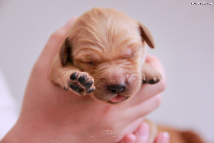 可爱宠物狗的图片大全