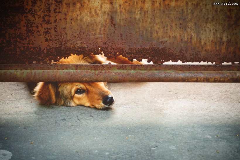 可爱宠物狗的图片大全