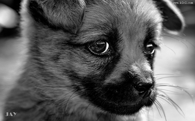 可爱宠物狗的图片大全