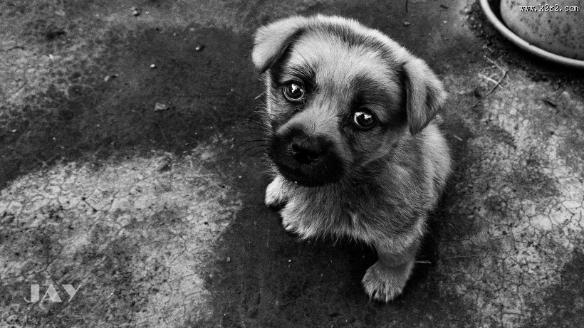 可爱宠物狗的图片大全