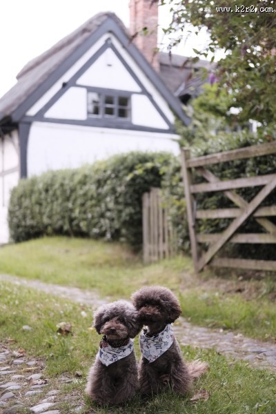 可爱宠物狗的图片大全