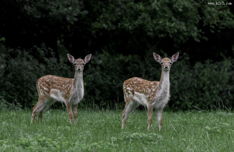 山坡上的鹿图片