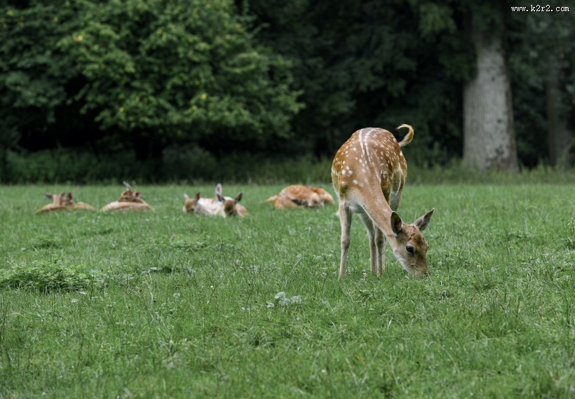 山坡上的鹿图片