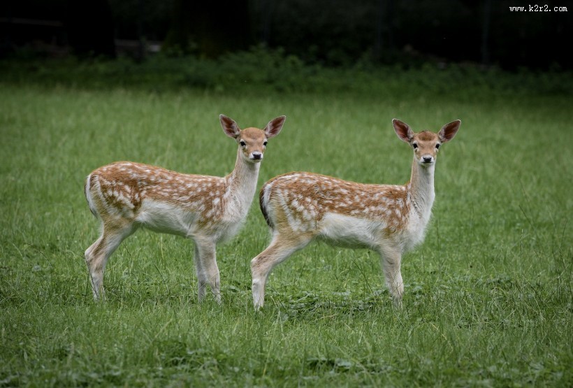 山坡上的鹿图片