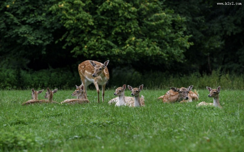 山坡上的鹿图片