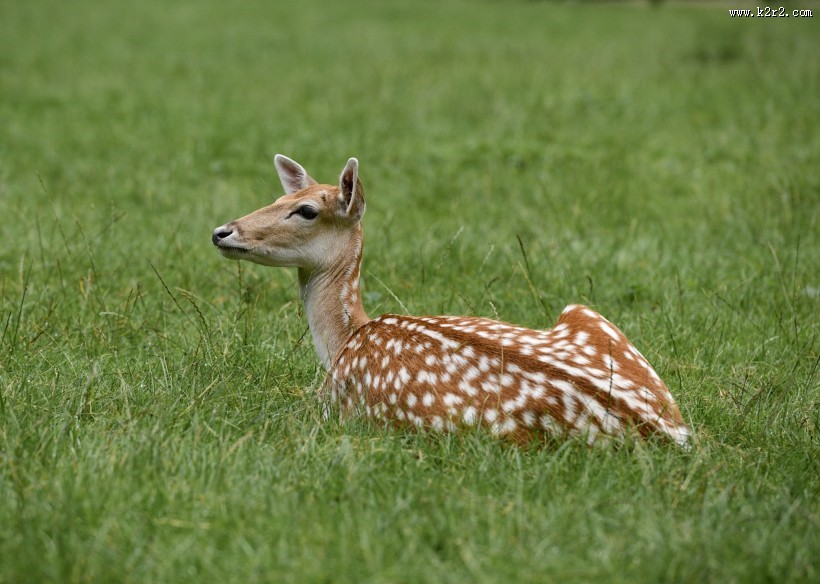 山坡上的鹿图片
