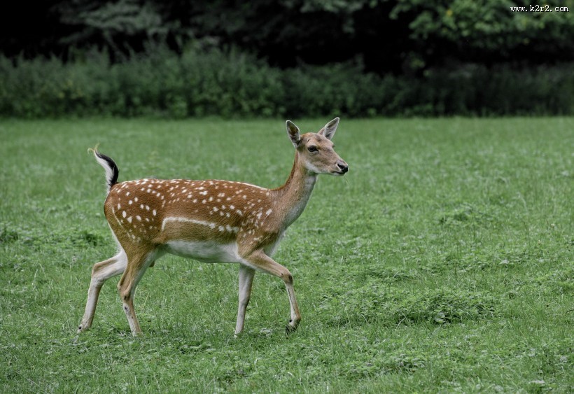 山坡上的鹿图片