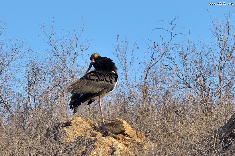 黑鹳图片