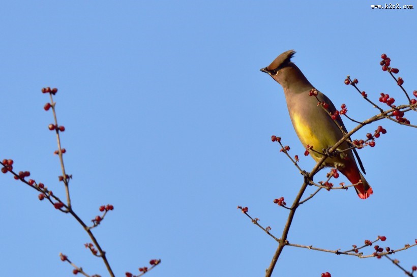 枝头的太平鸟图片