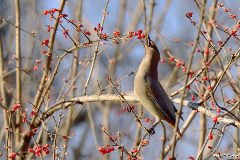 枝头的太平鸟图片