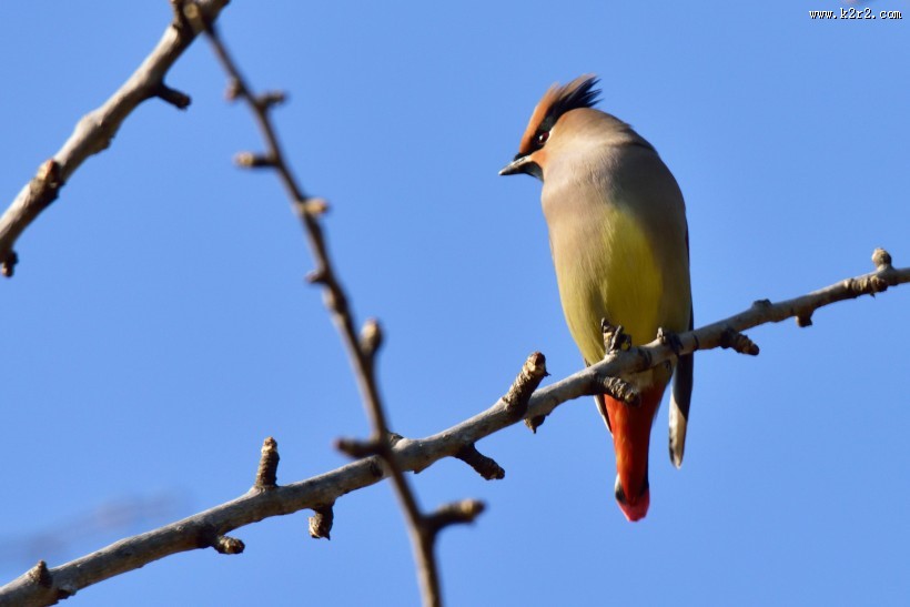 枝头的太平鸟图片