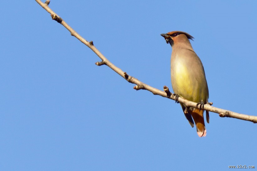 枝头的太平鸟图片