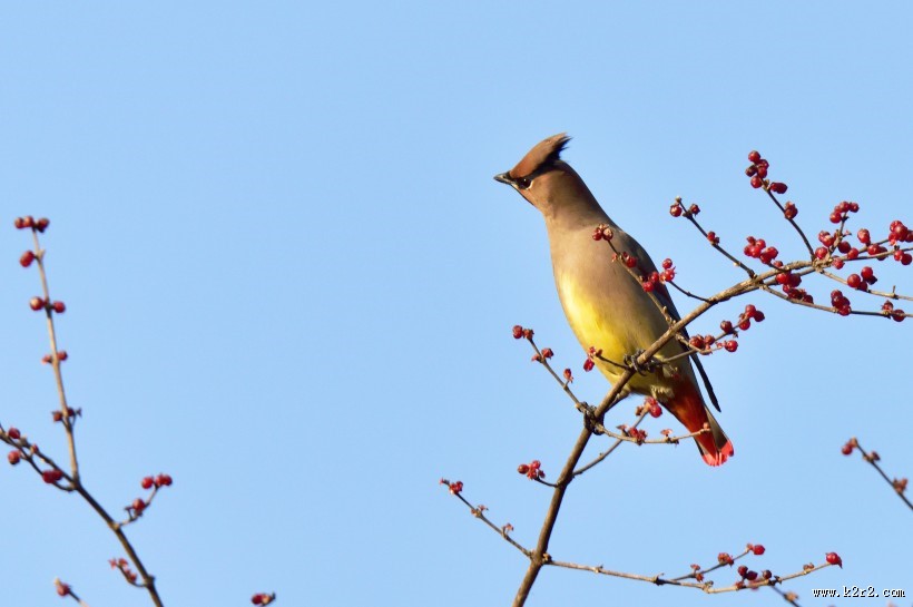 枝头的太平鸟图片