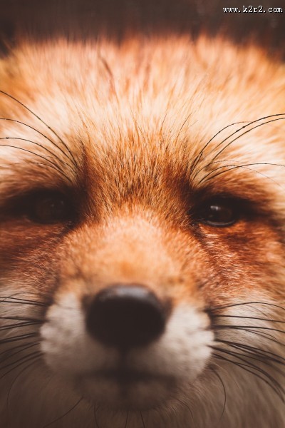 可爱的野生狐狸图片