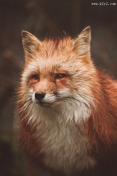 可爱的野生狐狸图片