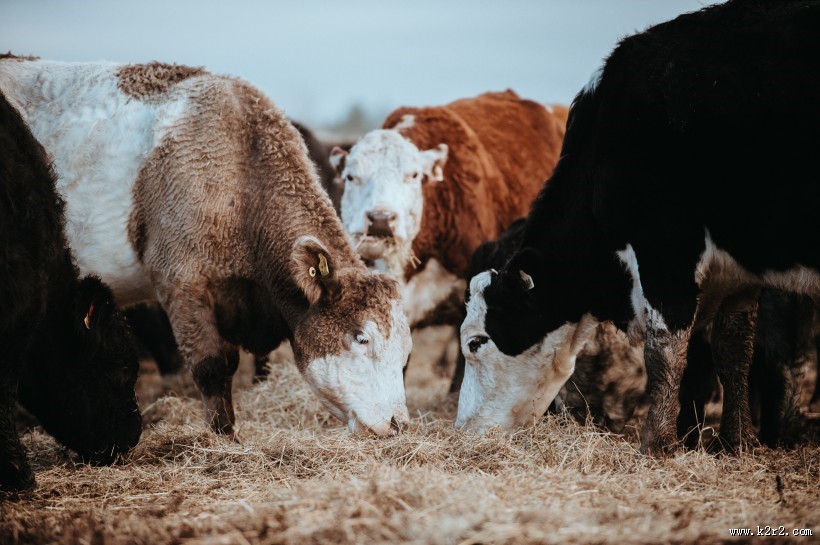 一群正在吃草的牛图片