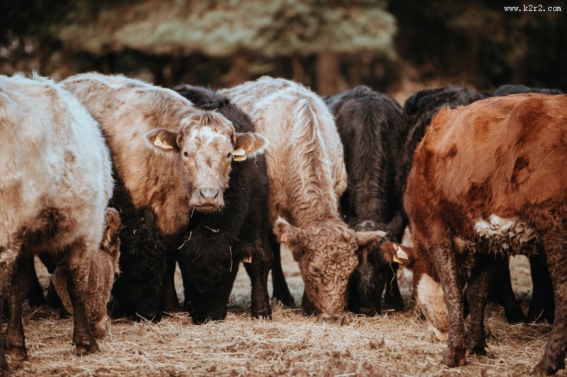 一群正在吃草的牛图片