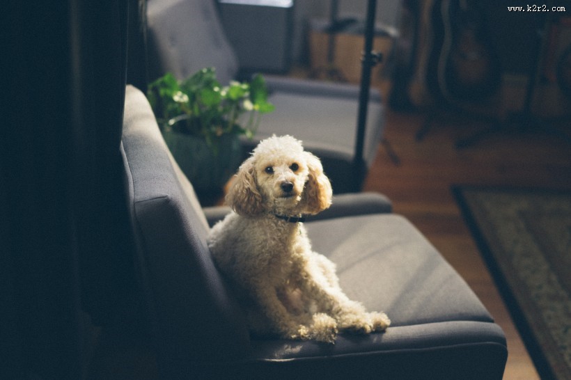 萌萌的宠物狗图片大全