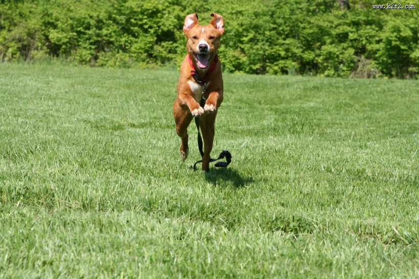 萌萌的宠物狗图片大全