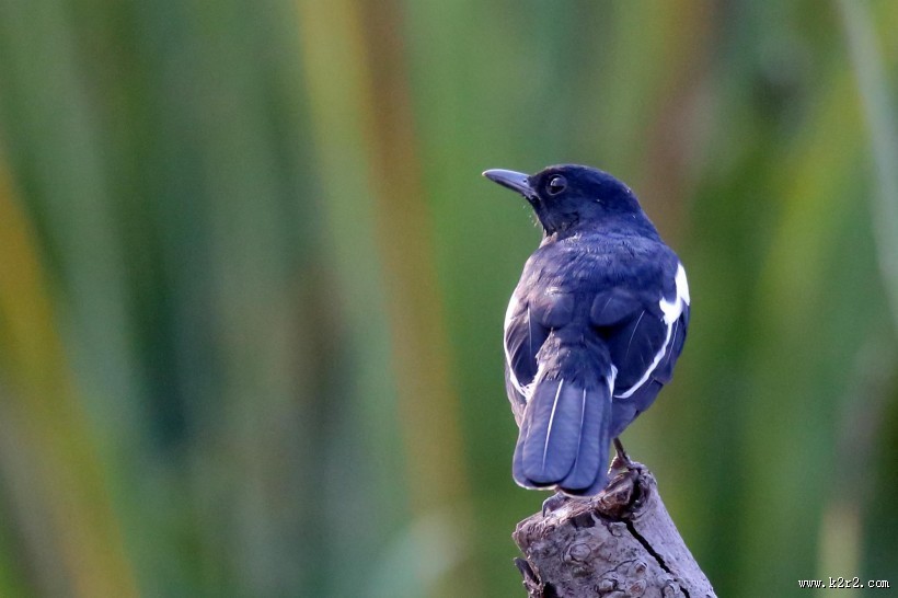 枝头的鹊鸲图片