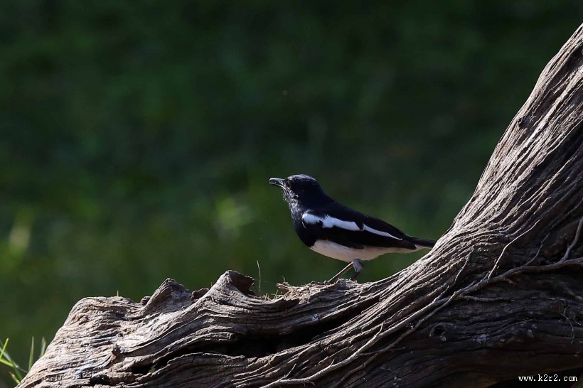 枝头的鹊鸲图片