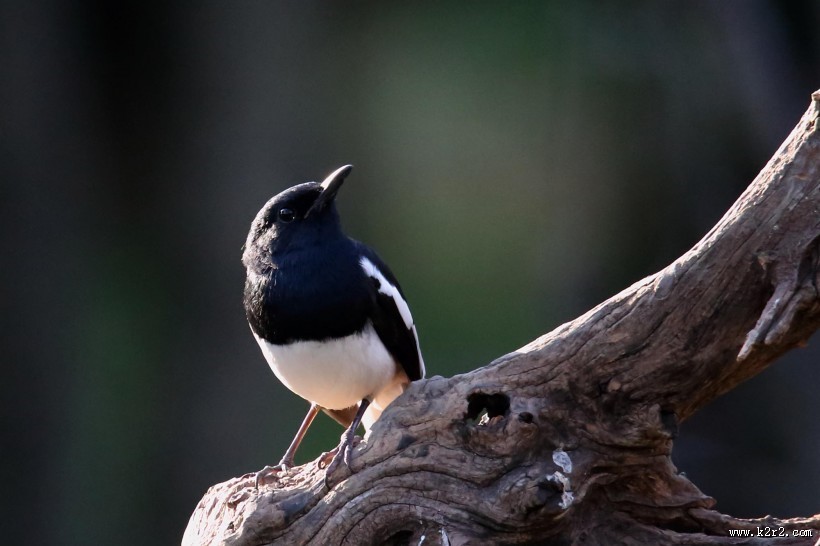 枝头的鹊鸲图片