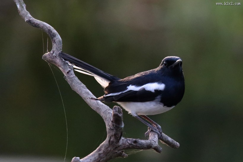 枝头的鹊鸲图片