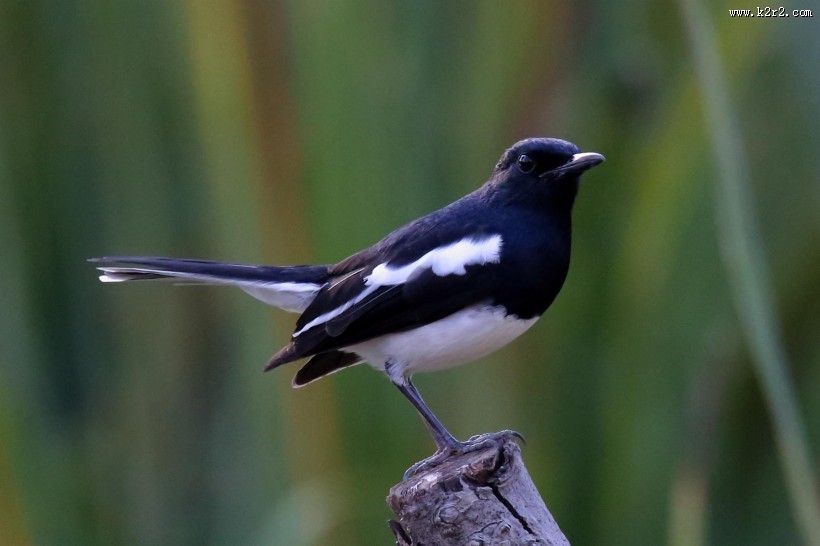 枝头的鹊鸲图片