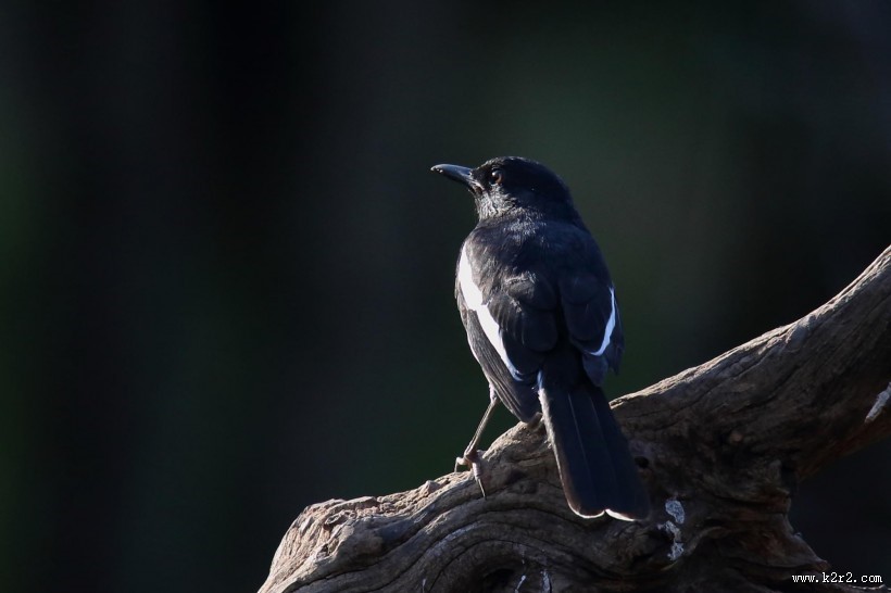 枝头的鹊鸲图片