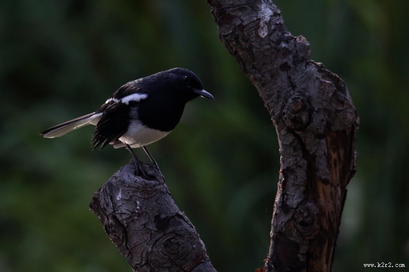 枝头的鹊鸲图片
