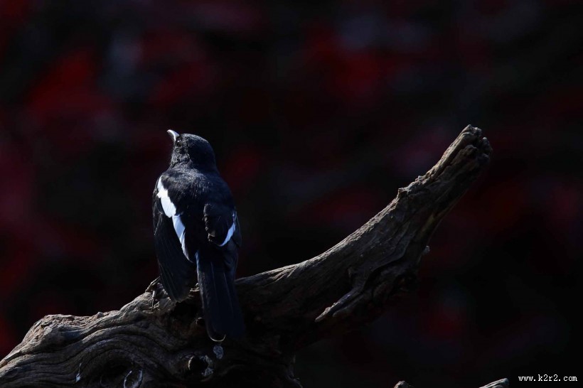 枝头的鹊鸲图片