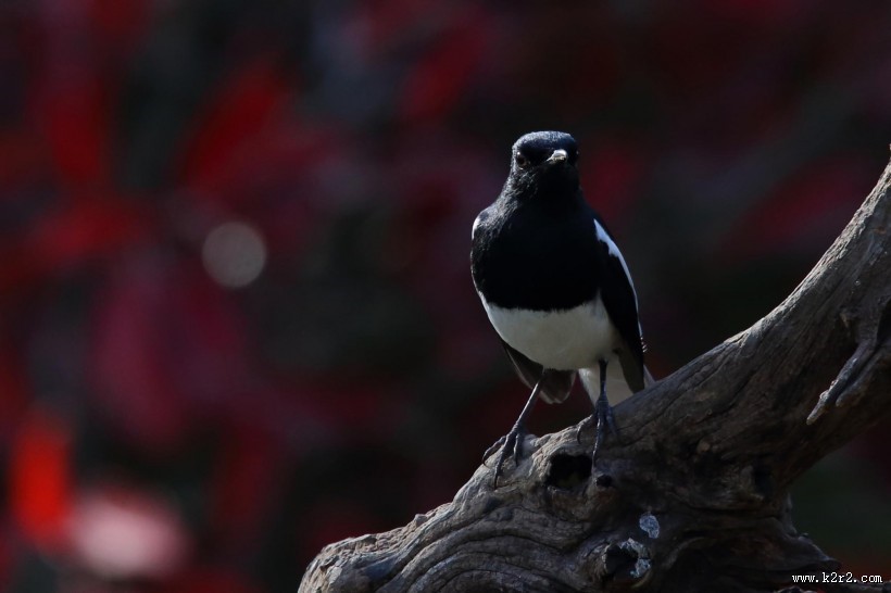 枝头的鹊鸲图片