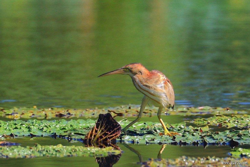 荷塘里的黄苇鳽图片