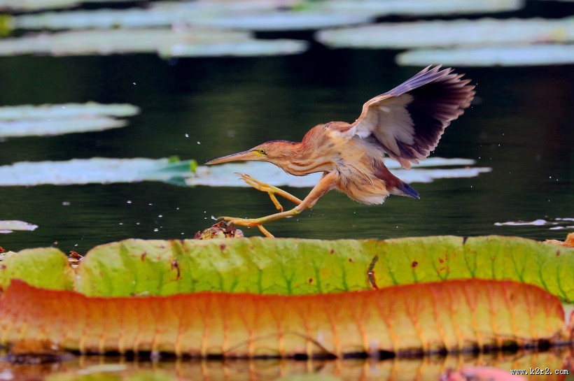 荷塘里的黄苇鳽图片