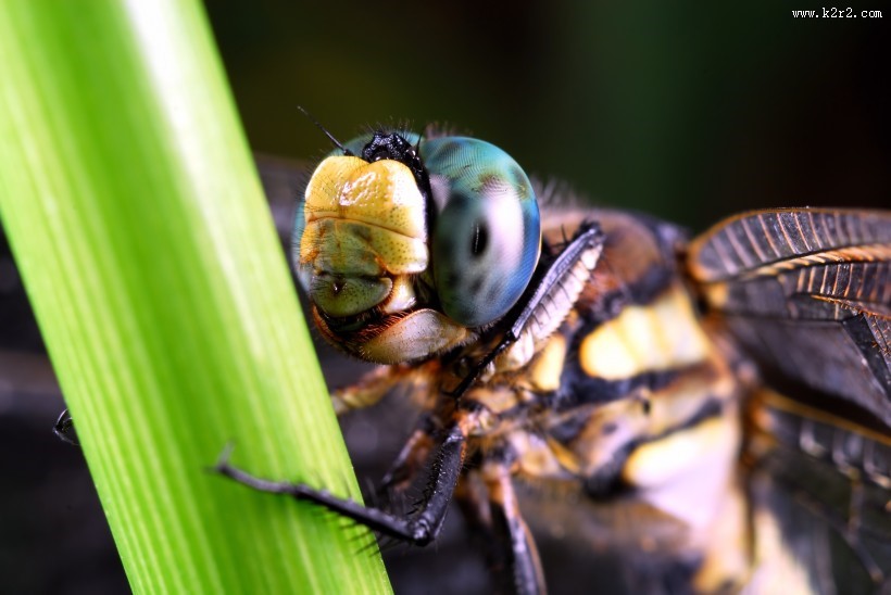 可爱的蜻蜓图片