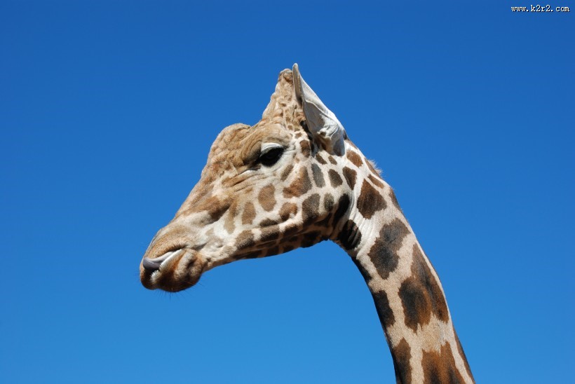 可爱长颈鹿头部特写图片