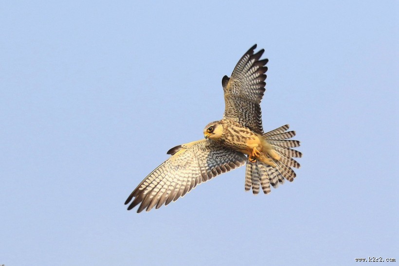 威猛的阿穆尔隼图片