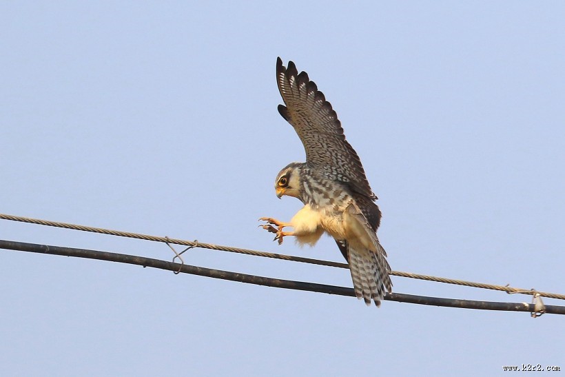威猛的阿穆尔隼图片