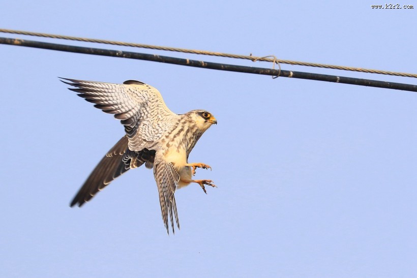 威猛的阿穆尔隼图片