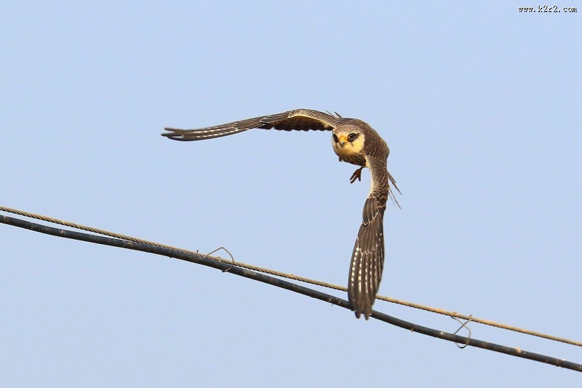 威猛的阿穆尔隼图片