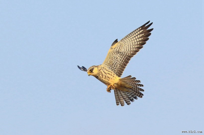 威猛的阿穆尔隼图片