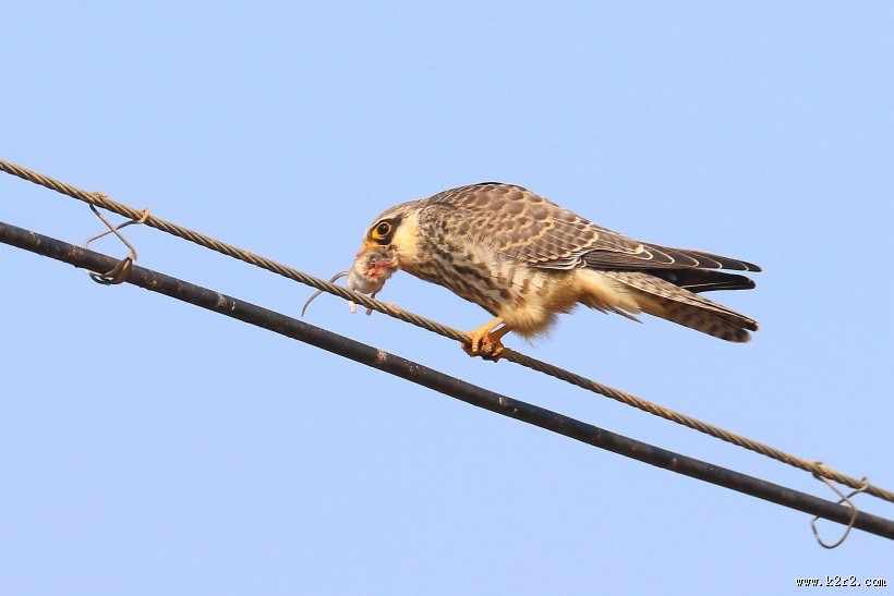 威猛的阿穆尔隼图片