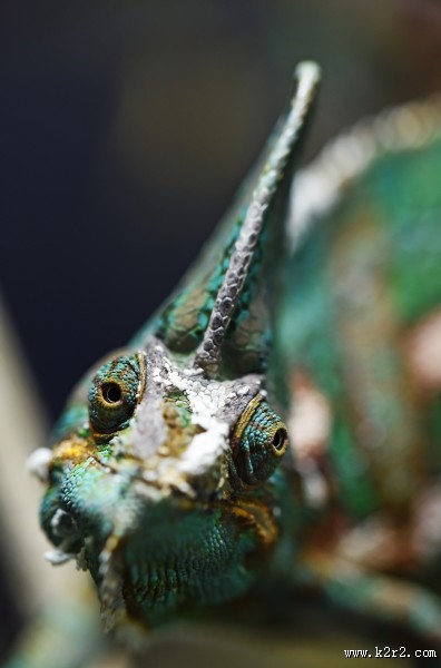 丑陋的变色龙图片