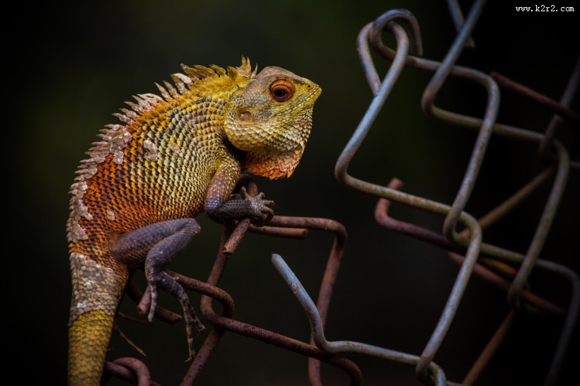 丑陋的变色龙图片