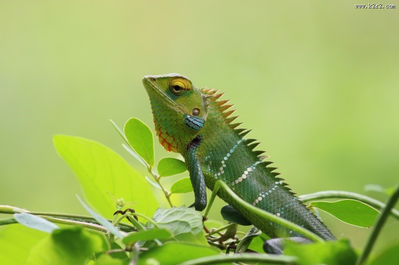 两眼凸起的变色龙图片大全