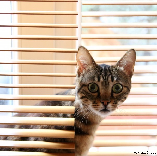 毛绒绒的猫咪图片