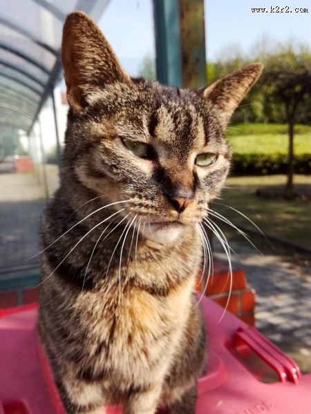 毛绒绒的猫咪图片