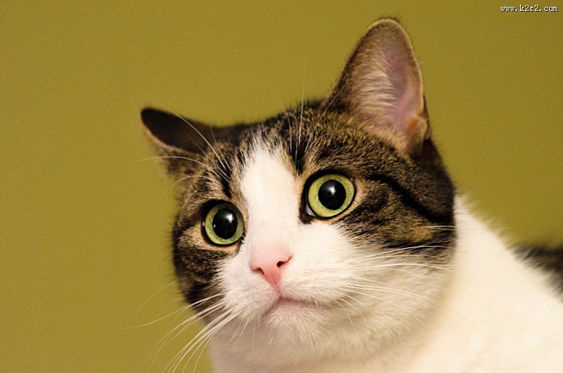 调皮可爱的猫图片